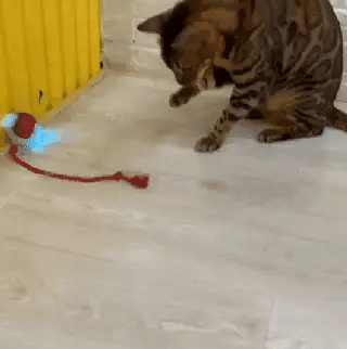 Pelota Mágica para Gatos Felices